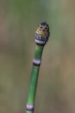 Equisetum hyemale