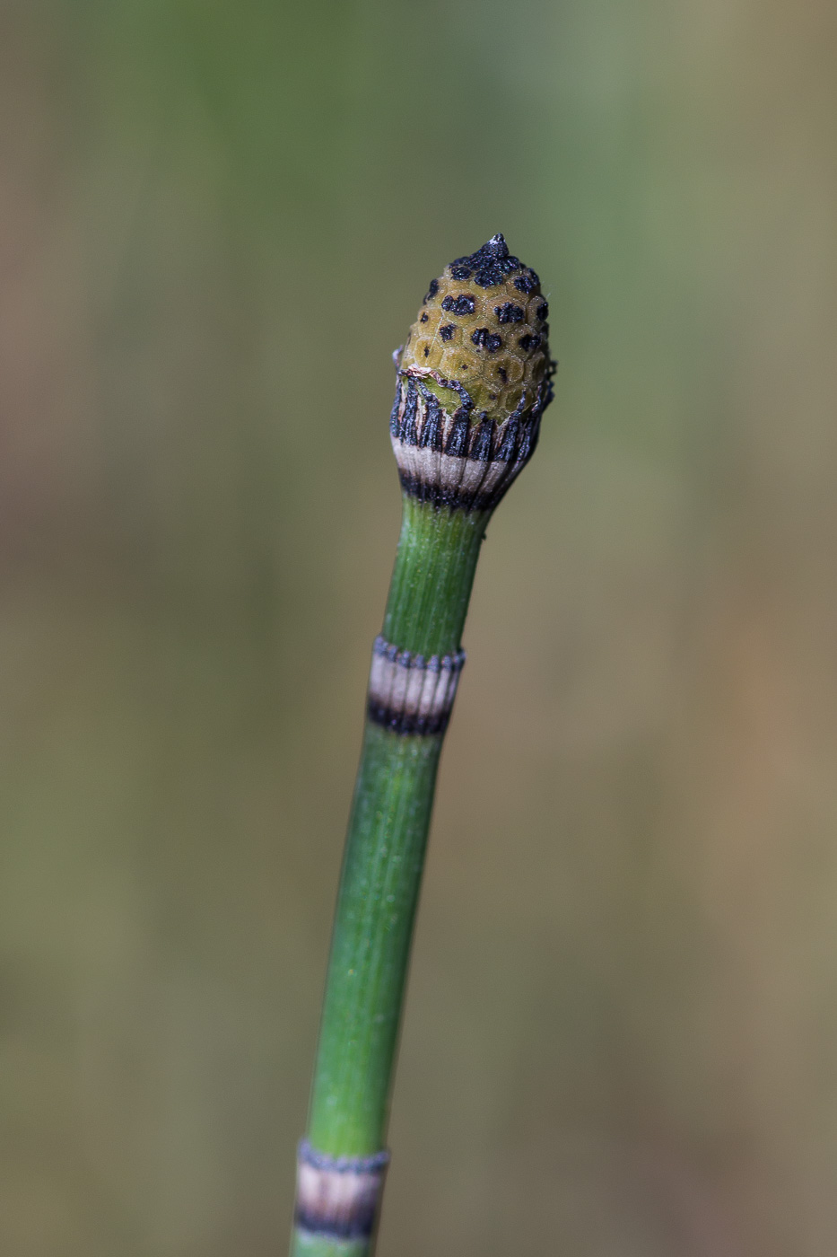 Image of Equisetum hyemale specimen.