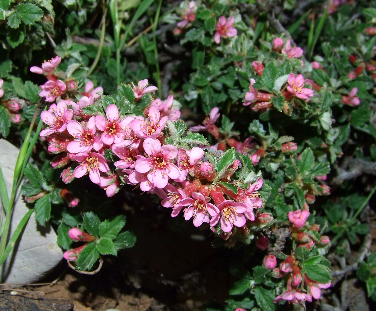 Image of Cerasus prostrata specimen.