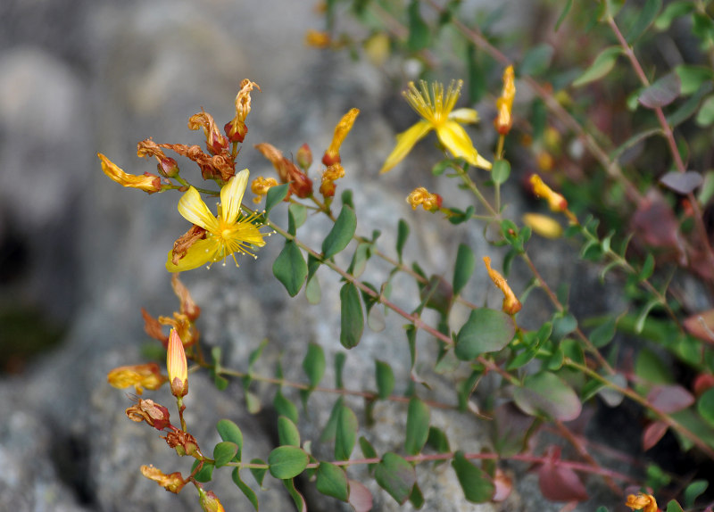 Изображение особи Hypericum nummularioides.