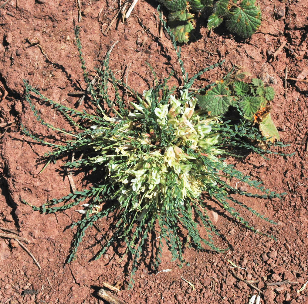 Image of Astragalus chionanthus specimen.