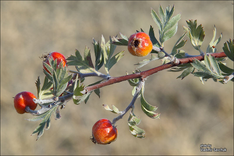 Image of Crataegus orientalis specimen.