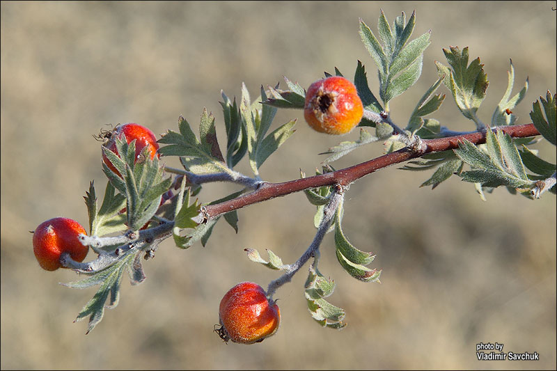 Изображение особи Crataegus orientalis.