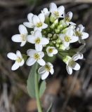 Image of taxon representative. Author is Роланд Цандекидис