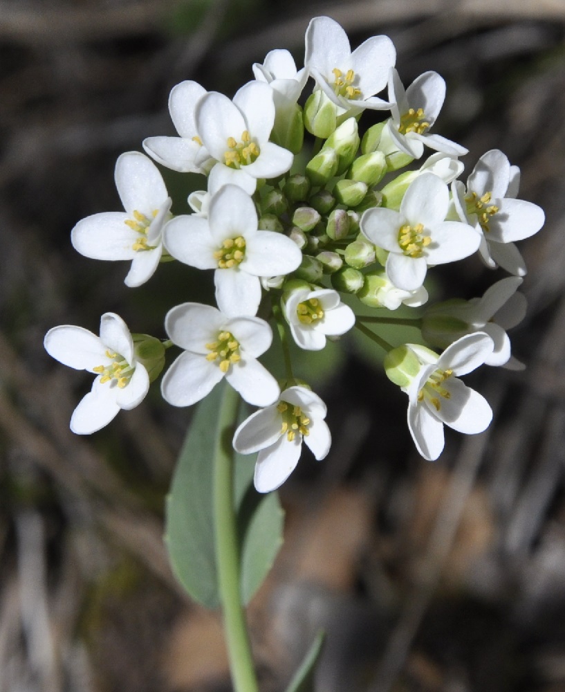 Image of genus Noccaea specimen.