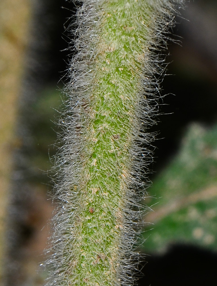 Image of Ajuga orientalis specimen.