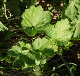 Geum aleppicum. Вегетирующее растение, (вид сверху). Восточный Казахстан, Глубоковский р-н, окр. с. Тарханка, берег речки. 13.05.2015.