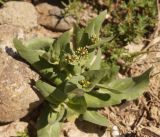 Tauscheria lasiocarpa