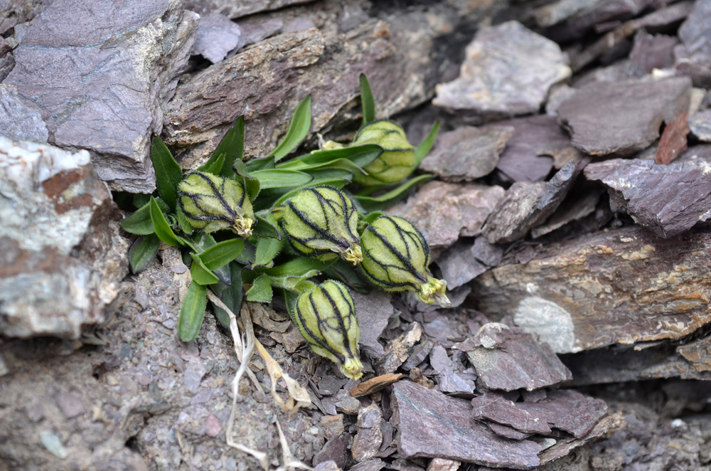 Изображение особи Gastrolychnis gonosperma.