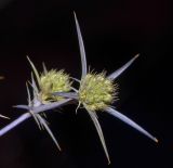 Eryngium creticum