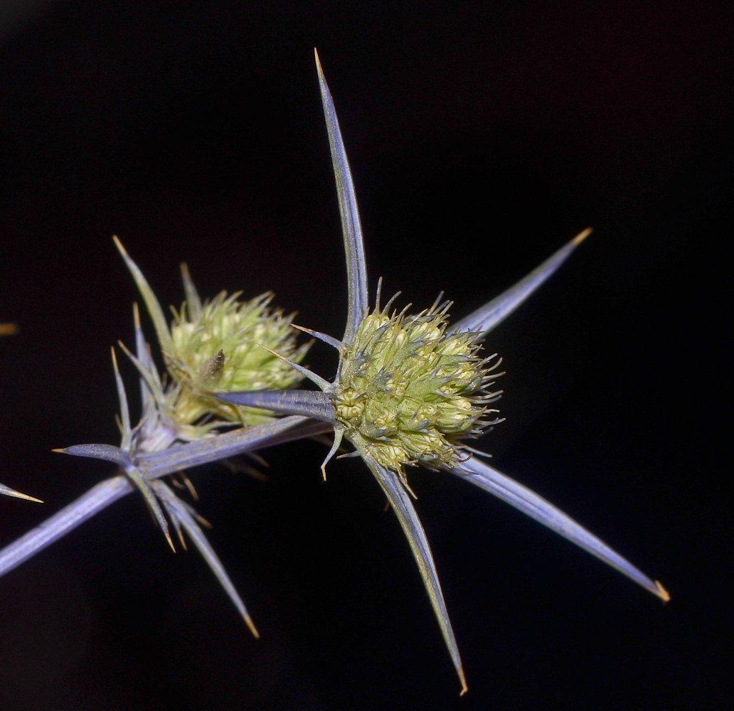 Image of Eryngium creticum specimen.