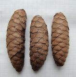 Picea &times; fennica