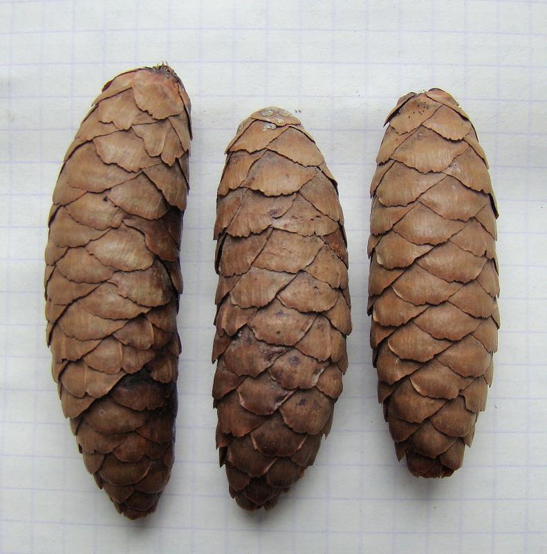 Image of Picea &times; fennica specimen.