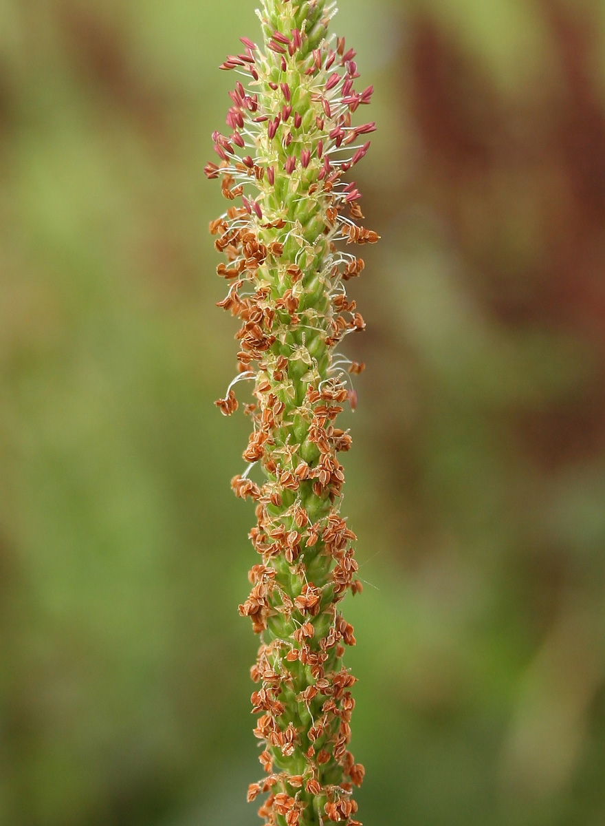 Изображение особи Plantago cornuti.