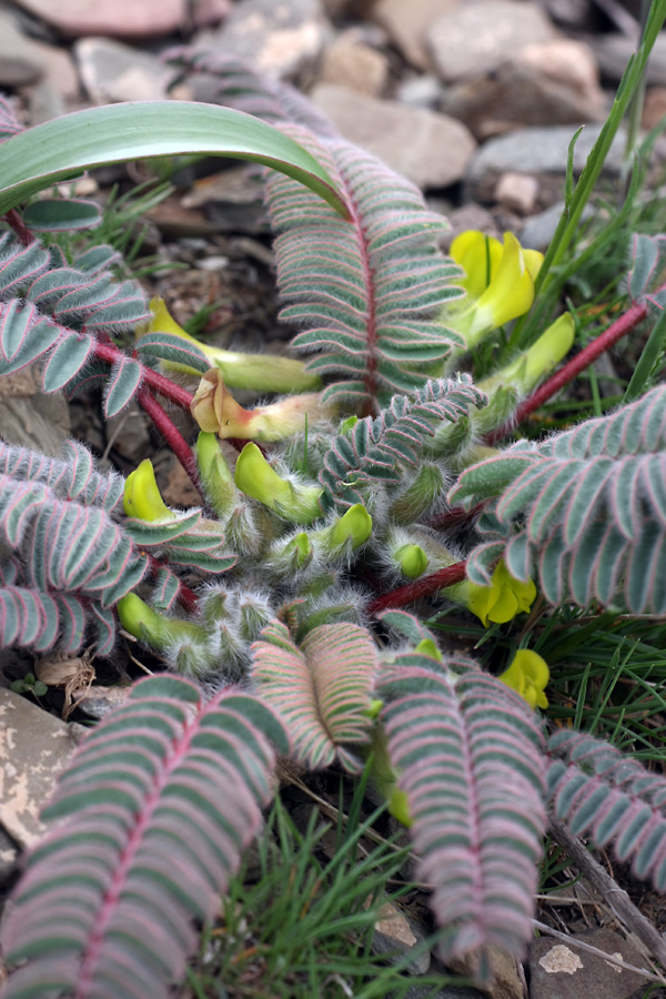 Image of Astragalus syreitschikovii specimen.