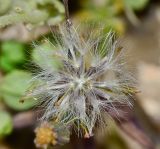 Senecio flavus