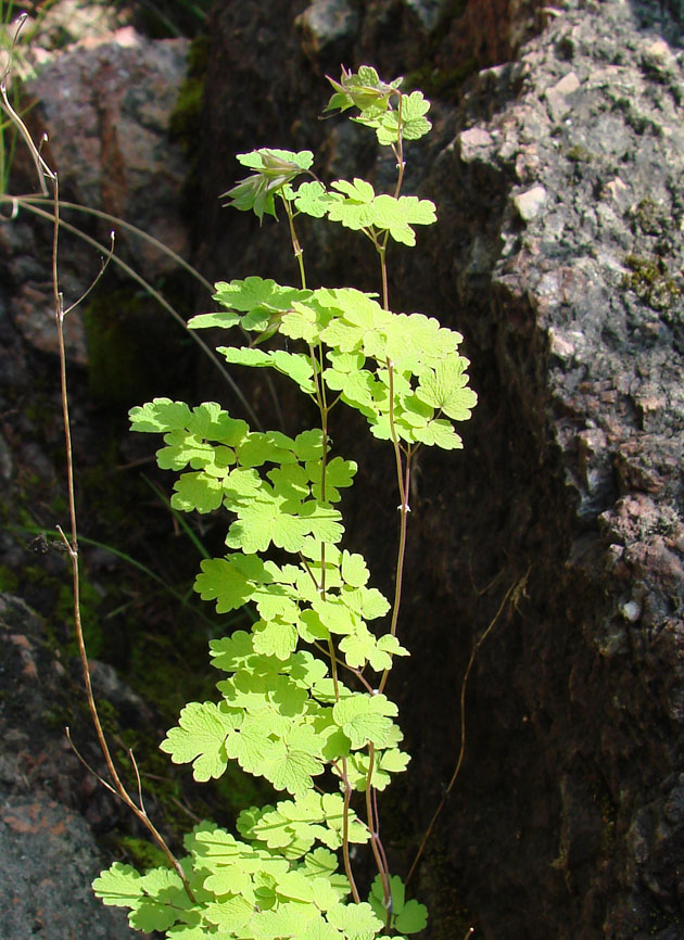 Image of Thalictrum sparsiflorum specimen.