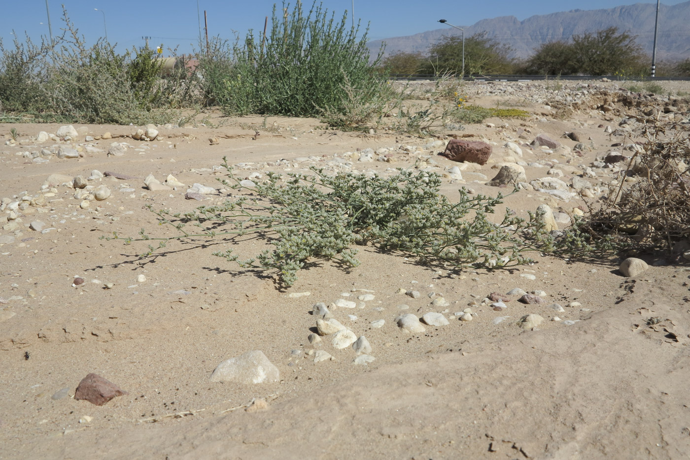 Image of Polycarpaea repens specimen.