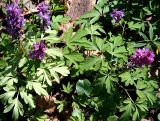 Corydalis cava