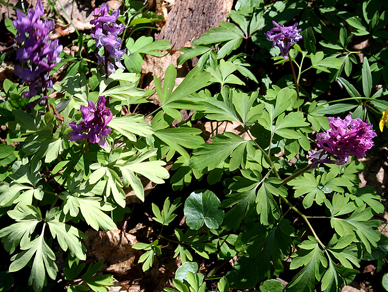 Image of Corydalis cava specimen.