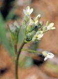 Camelina rumelica. Соцветие. Узбекистан, Ташкентская обл., Кибрайский р-н, окр. пос. Майский, предгорные холмы. 20.03.2016.