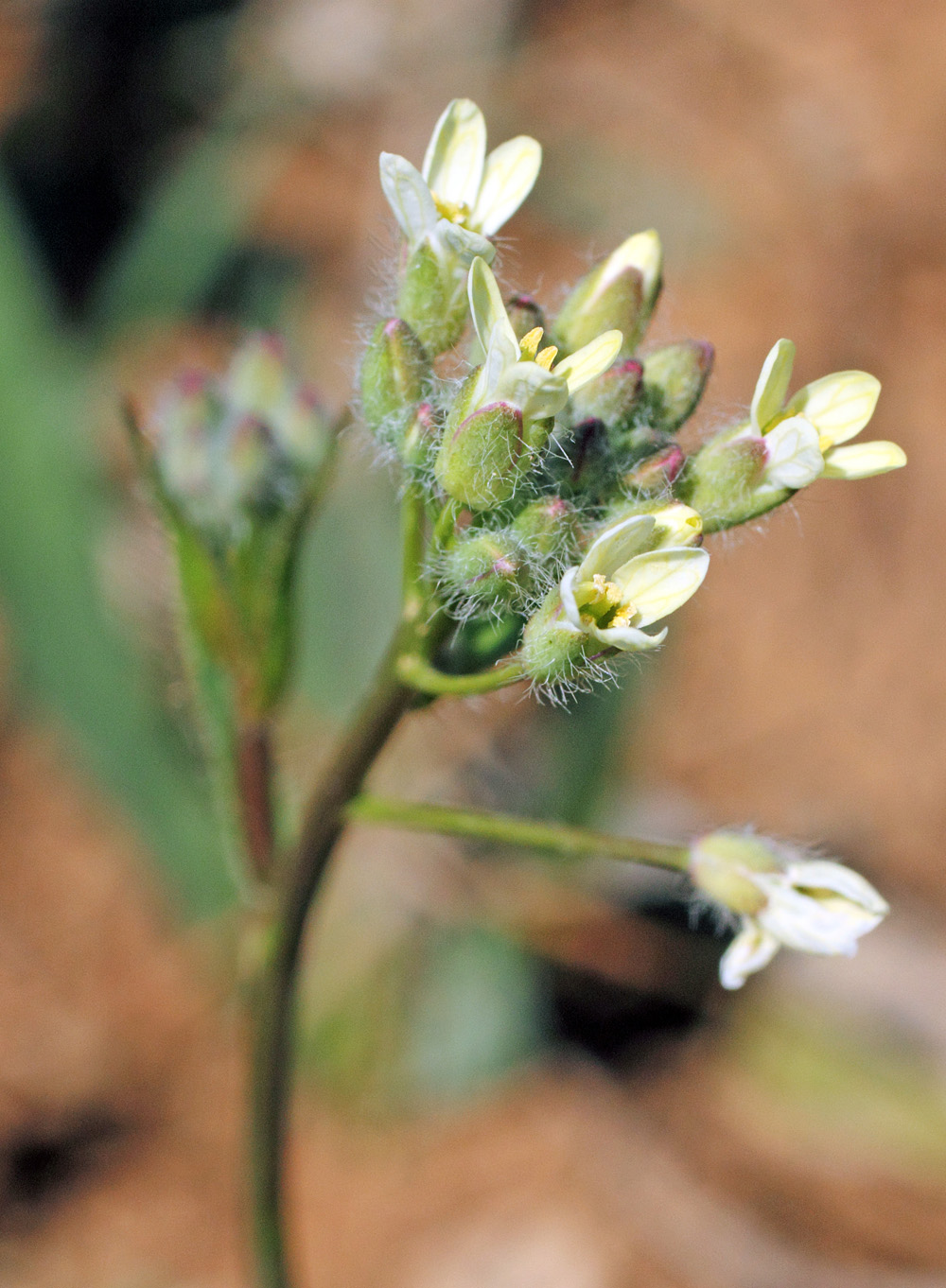 Изображение особи Camelina rumelica.