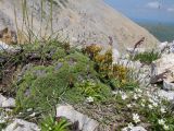 Saxifraga unifoveolata