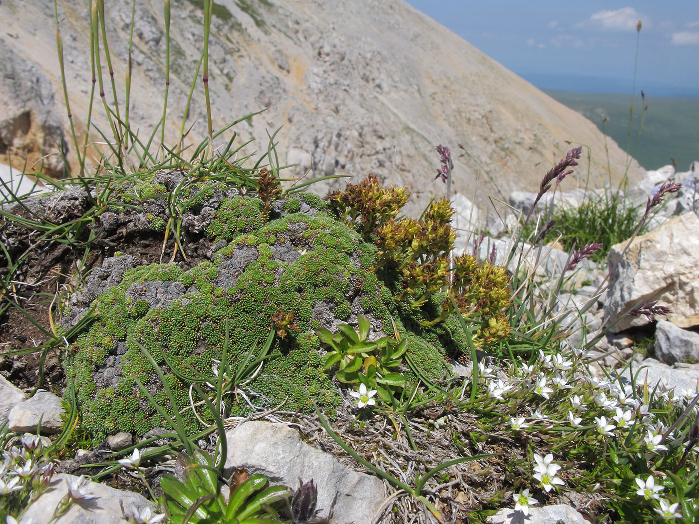 Изображение особи Saxifraga unifoveolata.