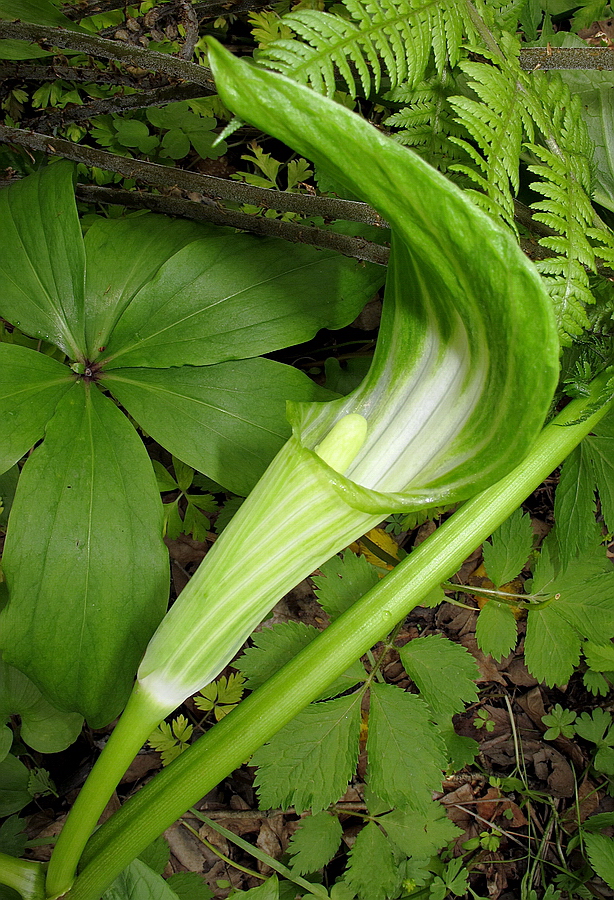 Изображение особи Arisaema robustum.