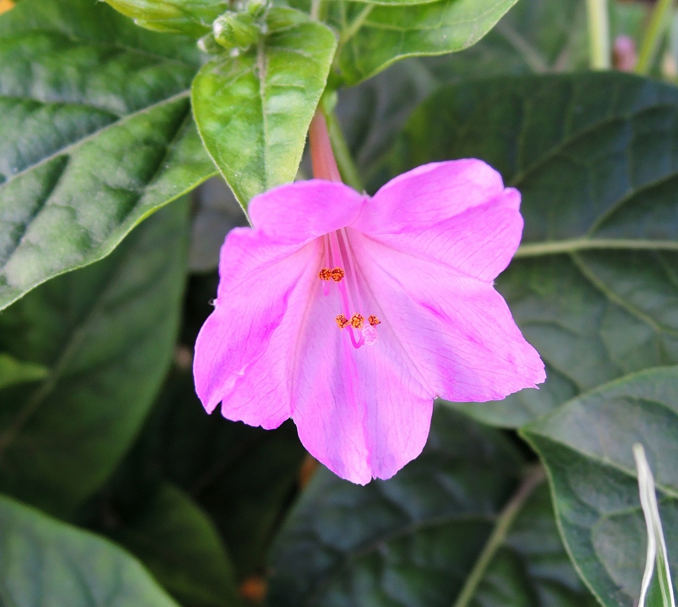 Image of Mirabilis jalapa specimen.