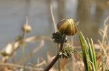 Adonis amurensis. Верхушка побега с бутоном. Приморский край, Шкотовский р-н, окр. с. Новонежино, берег ручья. 10.04.2016.