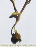 Image of taxon representative. Author is Сергей Банкетов