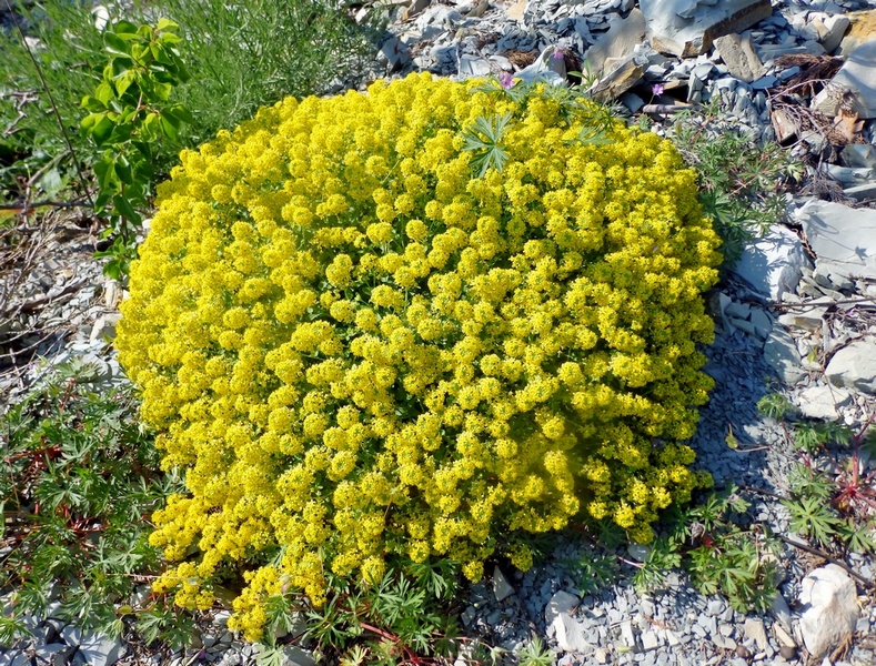 Изображение особи Cruciata taurica.