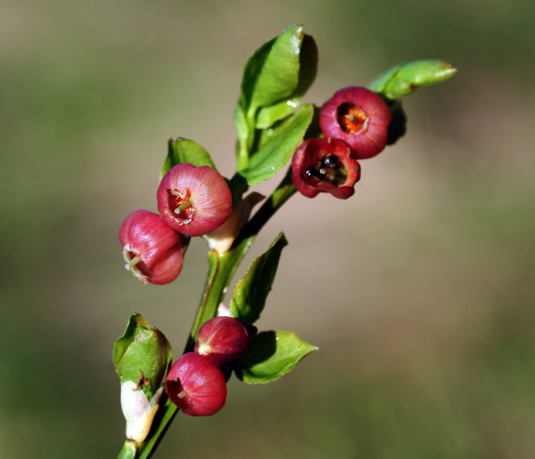 Изображение особи Vaccinium myrtillus.