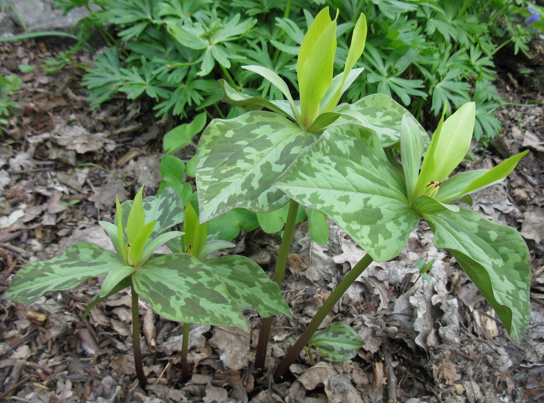 Изображение особи Trillium cuneatum.