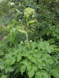 Archangelica officinalis