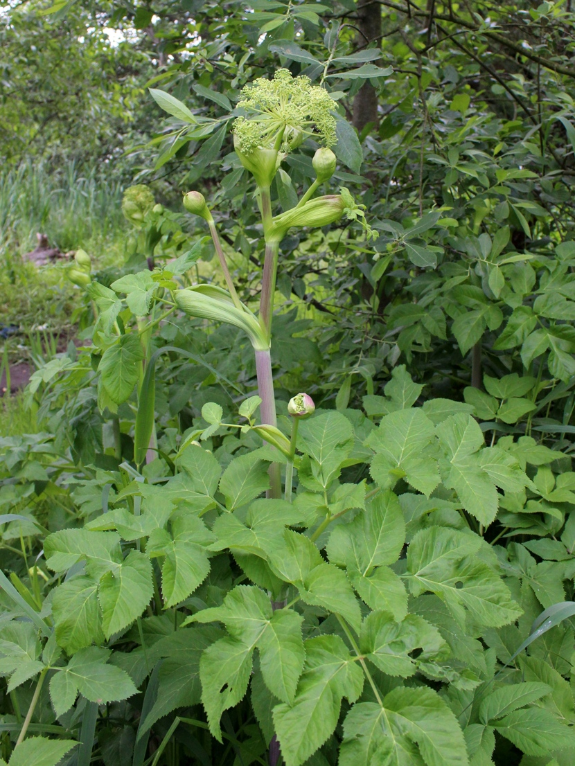 Изображение особи Archangelica officinalis.