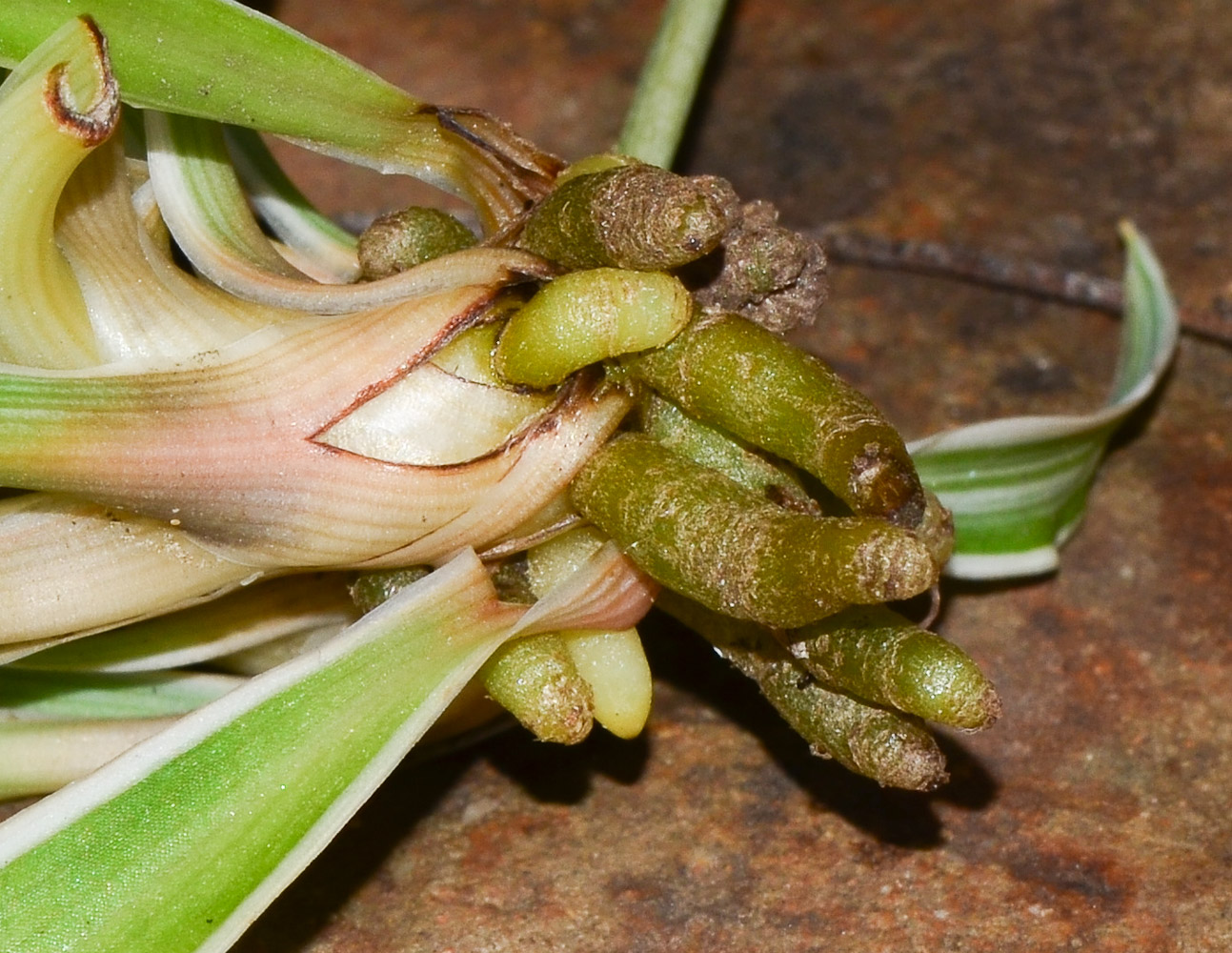 Изображение особи Chlorophytum comosum.