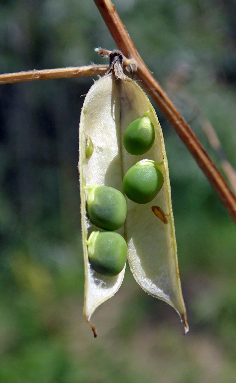 Image of Vicia cracca specimen.