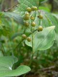 Maianthemum bifolium. Растение с незрелыми плодами. Свердловская обл., окр. г. Североуральск, травяной сосняк с елью. 03.08.2008.