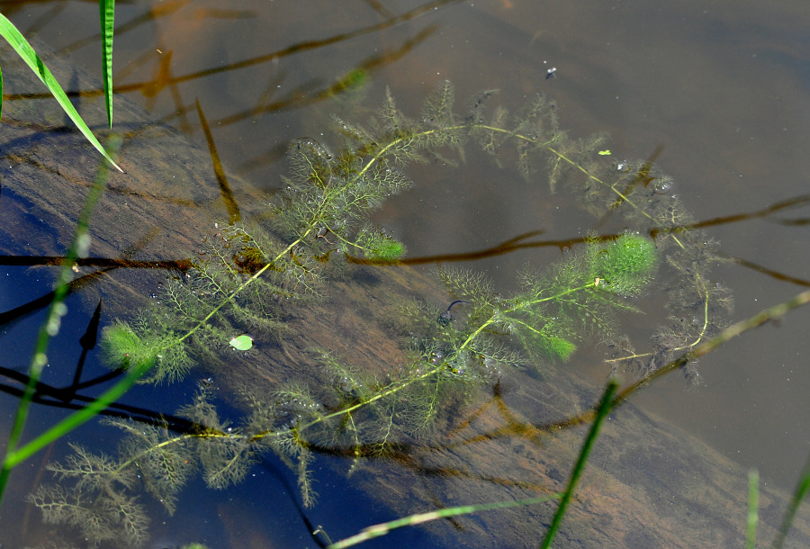 Image of Utricularia vulgaris specimen.