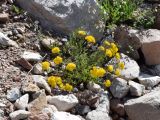 Hypericum scabrum