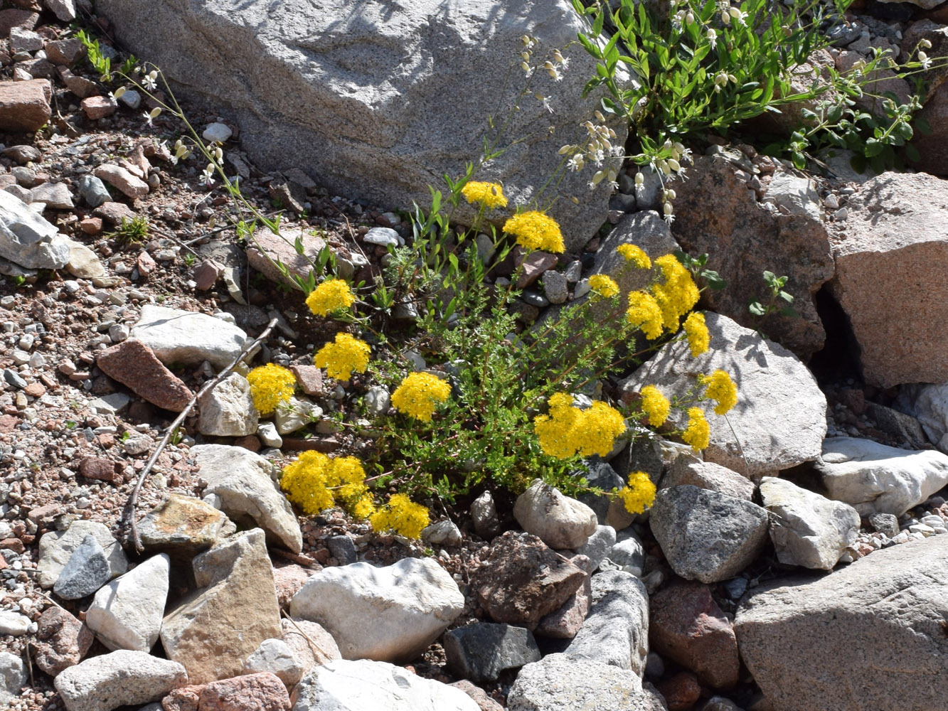 Изображение особи Hypericum scabrum.