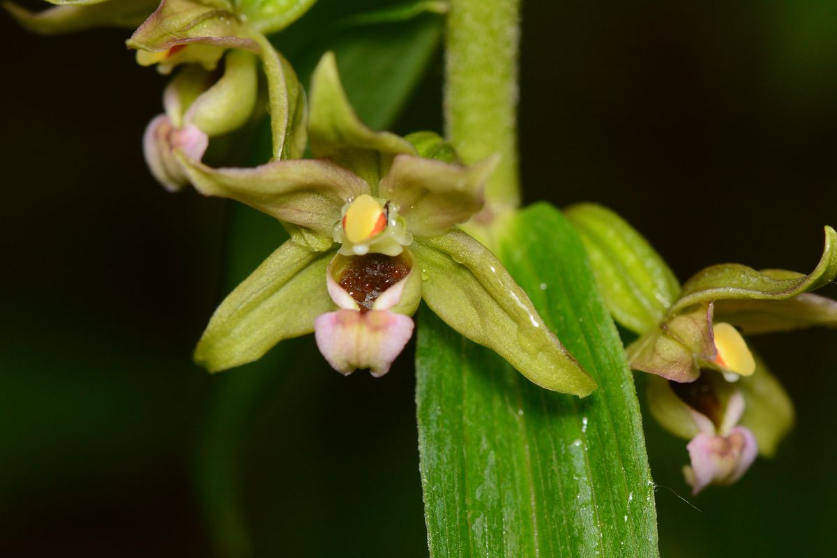 Изображение особи Epipactis helleborine.