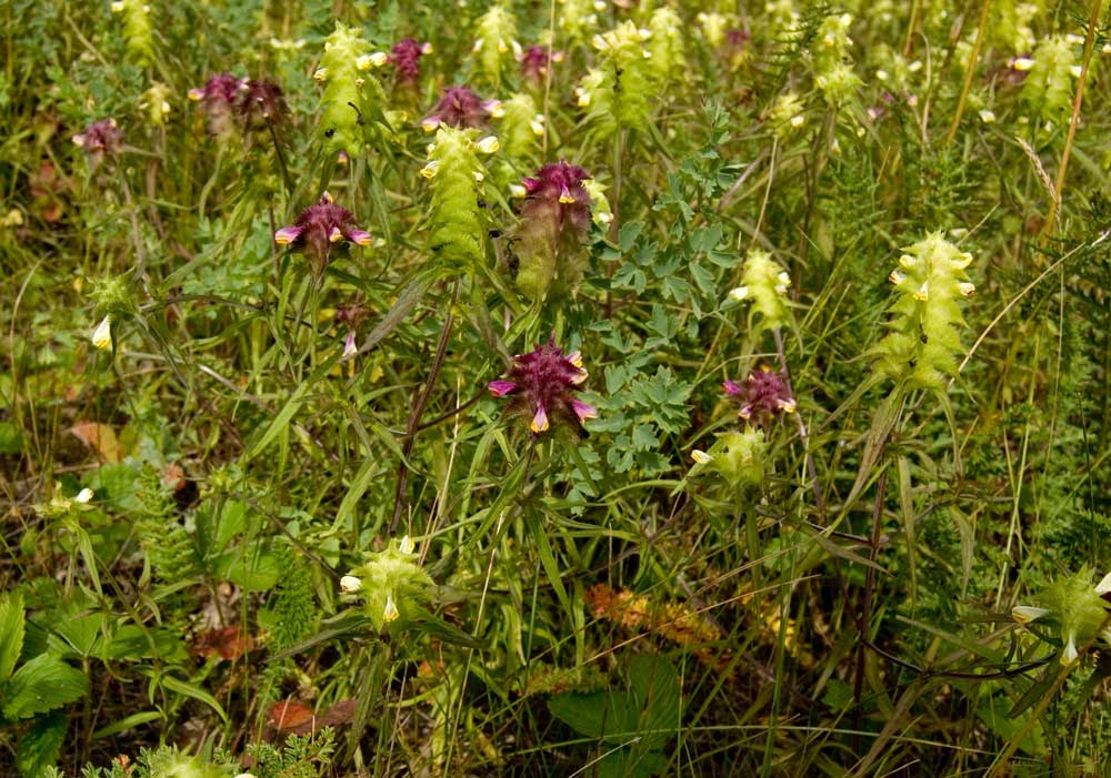 Изображение особи Melampyrum cristatum.