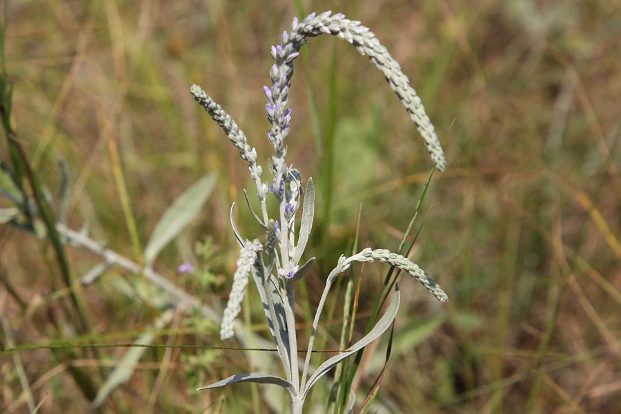 Image of Veronica incana specimen.