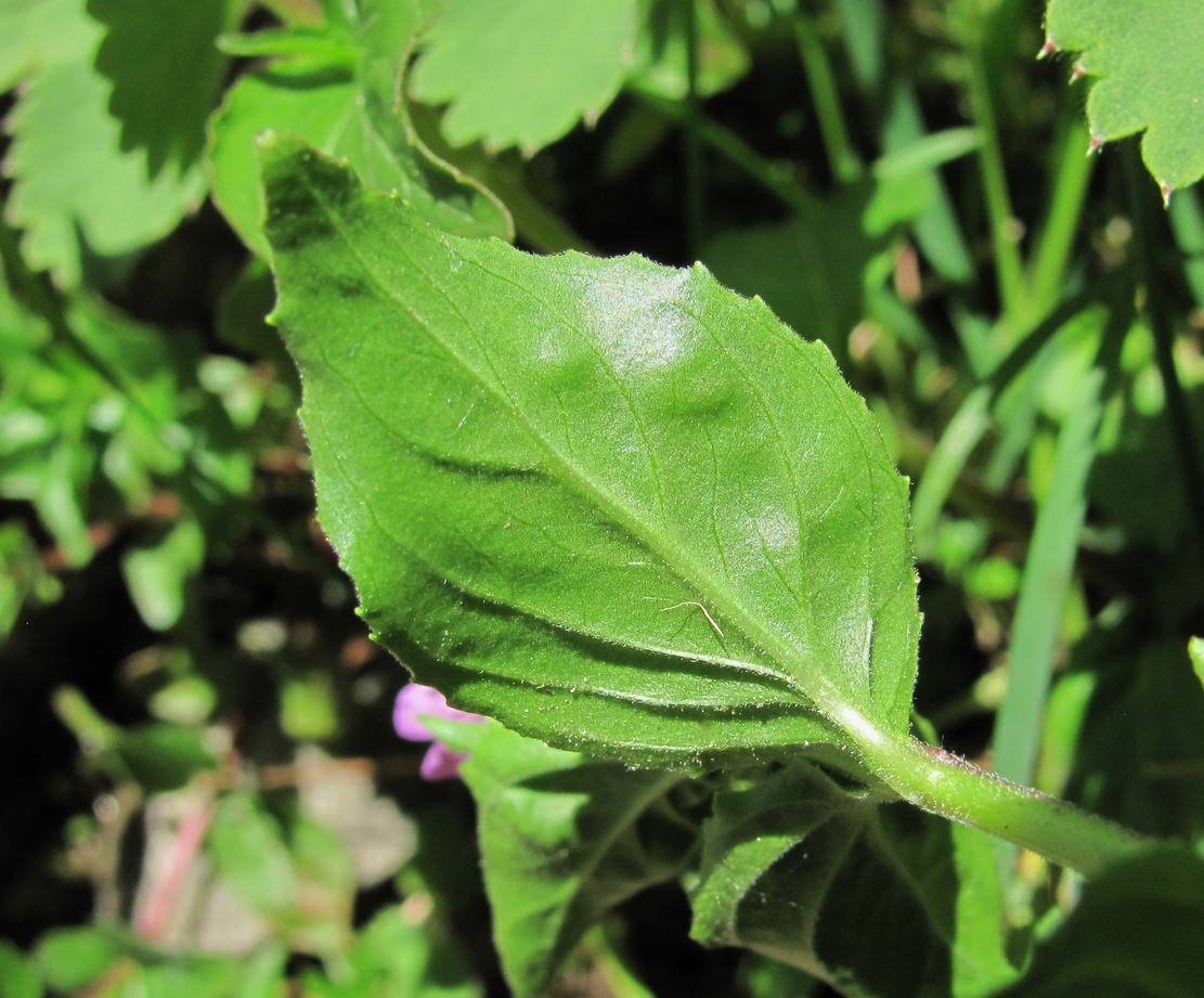 Изображение особи Epilobium algidum.