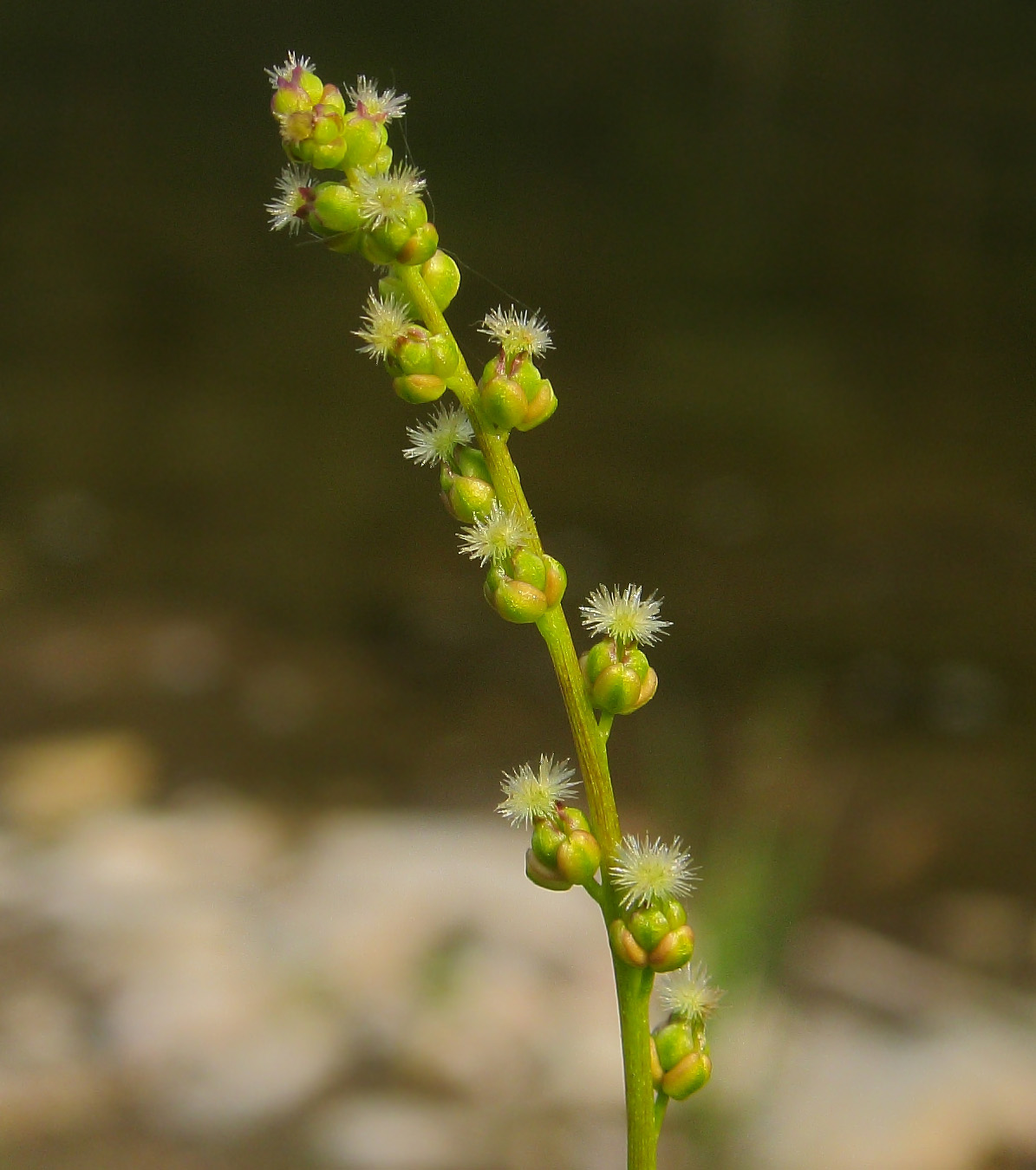 Image of Triglochin palustris specimen.