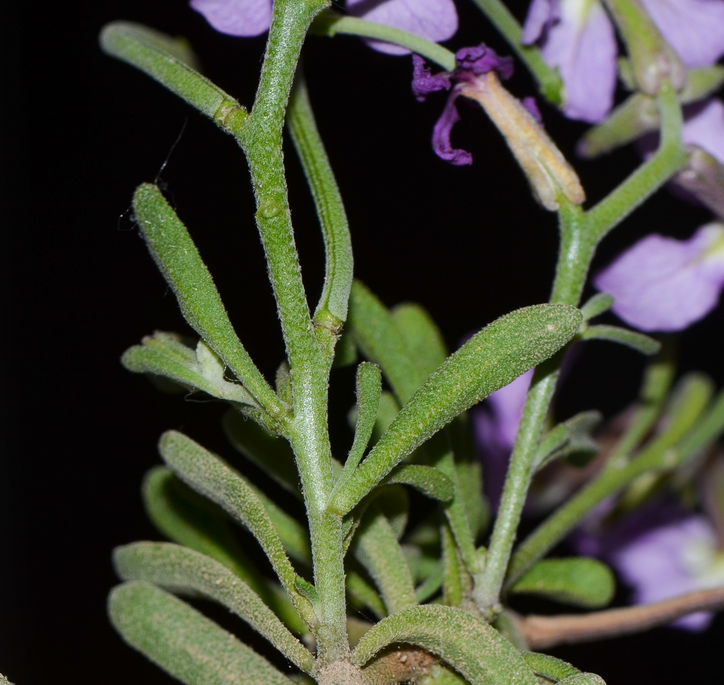 Image of Matthiola fruticulosa var. bolleana specimen.