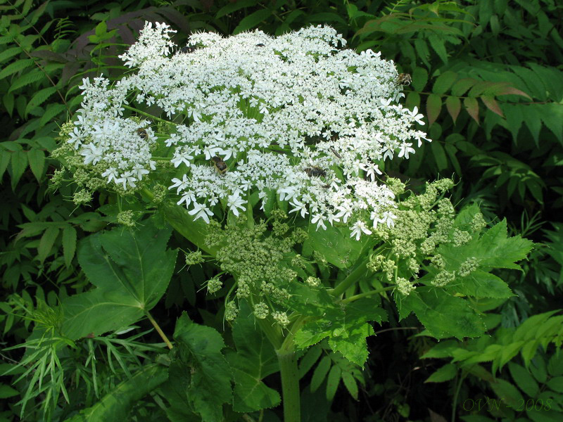 Изображение особи Heracleum dissectum.